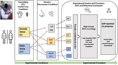 Perception of Social Odor and Gender-Related Differences Investigated Through the Use of Transfer Entropy and Embodied Medium